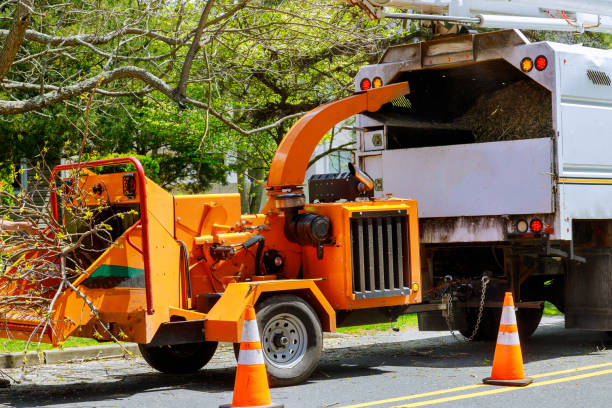 Reliable Homerville, GA Tree Services Solutions