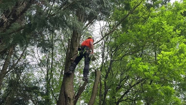 How Our Tree Care Process Works  in Homerville, GA