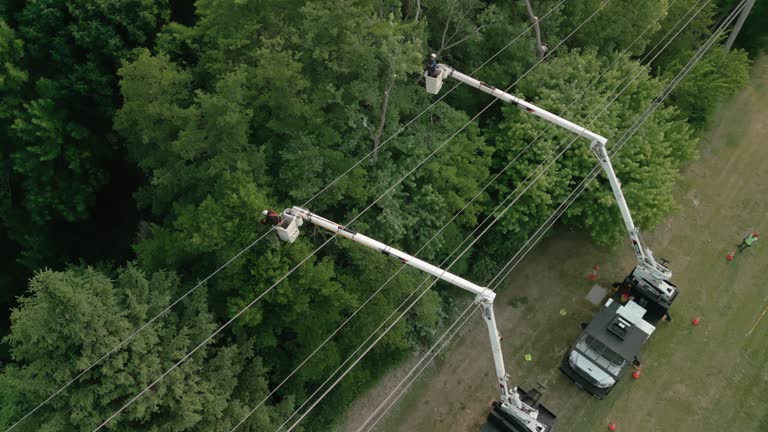 Best Hedge Trimming  in Homerville, GA