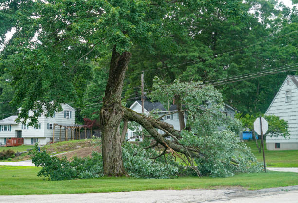 Best Tree Risk Assessment  in Homerville, GA