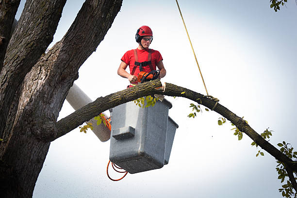 Best Leaf Removal  in Homerville, GA